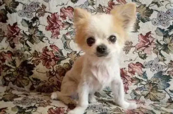 Собака найдена: Пролетарская 32, Саратов