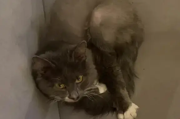 Серый кот найден: Люблинская ул., 17 к1