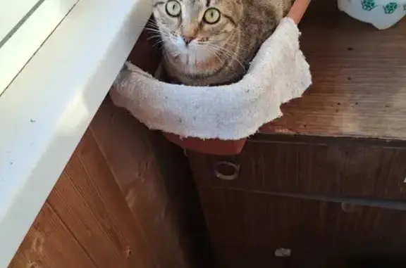 Пропала кошка, 12 Скоропусковский