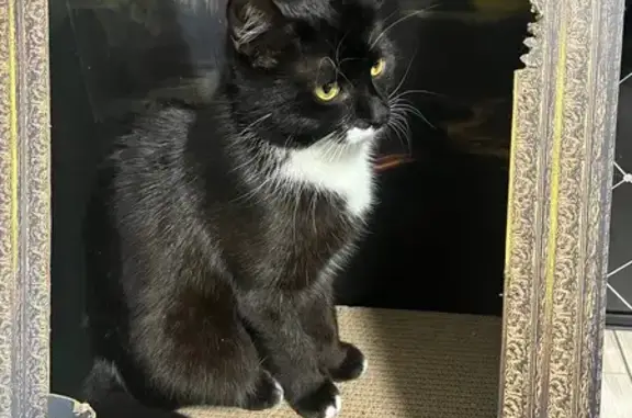 Кошка найдена, ул. Шухова 1А, Тула