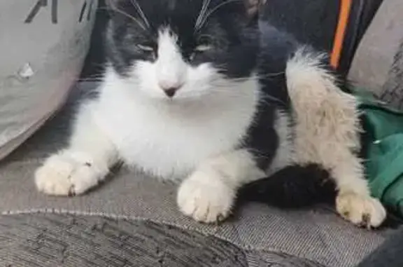 Найдена кошка, Петергоф, фото: Кошка найдена на Гостилицком шоссе