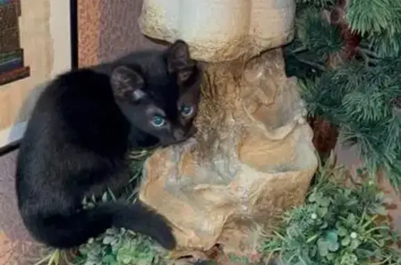 Кошка найдена у метро, Дмитровское ш., 43 к1