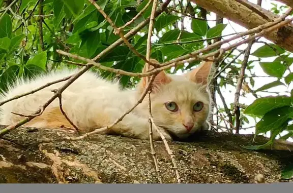 Кошка найдена на ул. Заречная, Балашиха