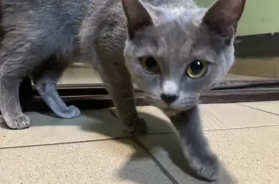 Серая кошка найдена: Высотная ул., 3