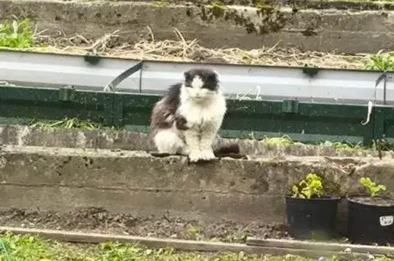 Найдена кошка, Чехов, фото: Кошка найдена: Новослободская, 7, Чехов