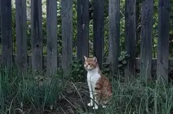 Пропала кошка, Казанская ул, 1А, Лысково