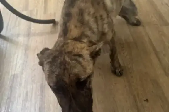 Найдена собака, Луга, фото: Щенок найден: 8/66, Луга