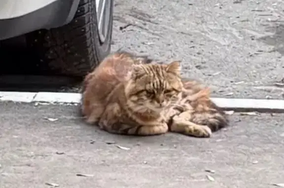 Найдена кошка, Хабаровск, фото: Кошка найдена: Фабричный пер., 21, Хабаровск