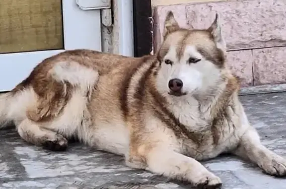 Хаски найден на бульваре Шмидта, 49 к1