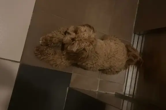 Найдена собака, Москва, фото: Той-пудель найден: Флотская ул., 7 к4, Москва