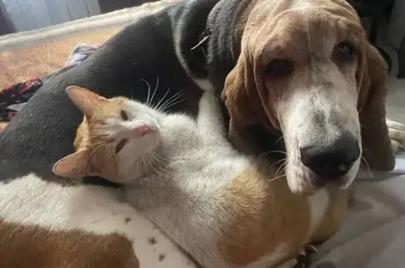 Кошки потеряшки, Ульяновск, фото: Потеряшка кошка на ул. Врача Михайлова, 46