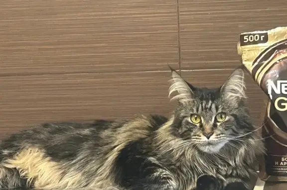 Пропала кошка, ул. Попова, 93