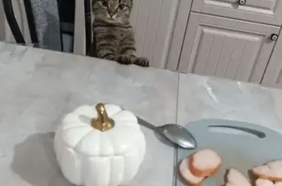 Кошки потеряшки, Ульяновск, фото: Потеряшка кошка, Первомайская ул. 4, Ульяновск