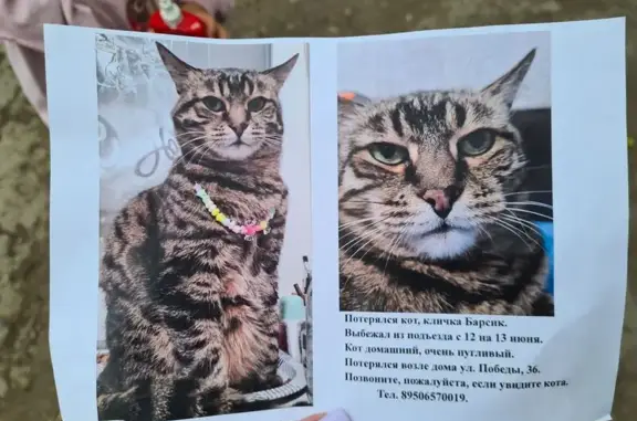 Пропала кошка, ул. Победы, 34, Екатеринбург