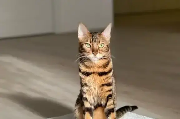 Кошки потеряшки, Элита, фото: Потеряшка бенгальская кошка, Боровая, Элита