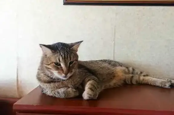 Пропала кошка, Колхозная ул., Павловск