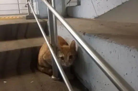 Найдена кошка, Люберцы, фото: Найдена кошка, ул. Михельсона 91, Люберцы