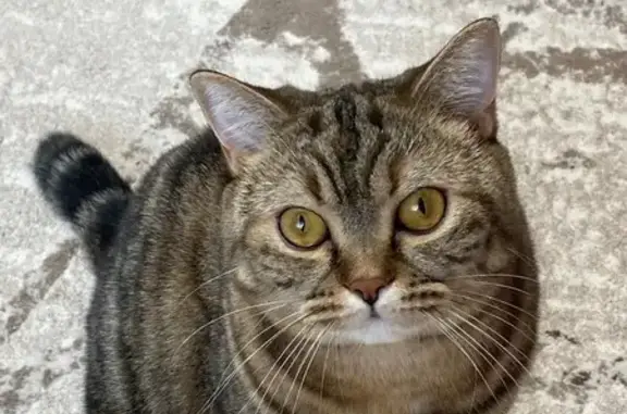 Объявления о пропавших и найденных животных, Бузулук, фото: Пропала кошка, Спортивная 70, Бузулук