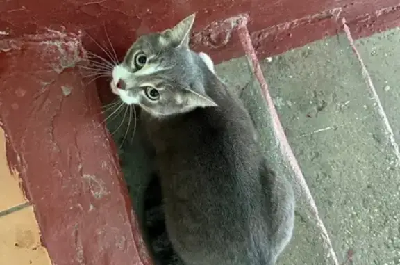 Кошка найдена: Екатерины Будановой, 1