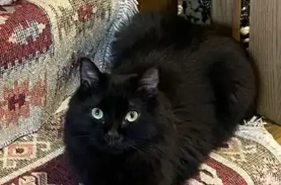 Пропал котик, Планерная ул., 1, Тверь