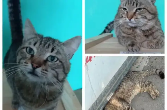 Кошка найдена: Строителей, 168, Пенза