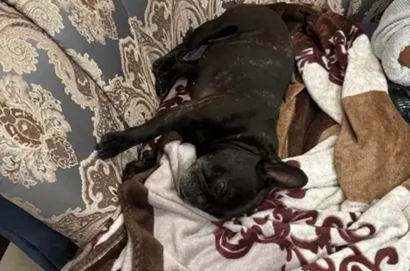 Собаки потеряшки, Осиновка, фото: Потеряшка собака с шишкой, Осиновка, Центр.