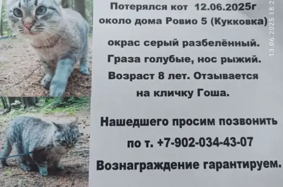 Кошки потеряшки, Петрозаводск, фото: Потеряшка кошка, ул. Ровио 5, Петрозаводск