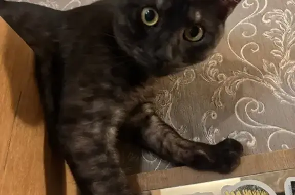 Кошки потеряшки, Иваново, фото: Потеряшка серая кошка, ул. Василевского, 4А