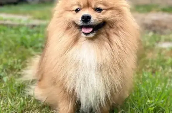 Найден шпиц, Жасминная 55, Новая Адыгея