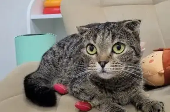 Найденные животные Тверь, фото: Найдена кошка, 2-я Беговая, Тверь