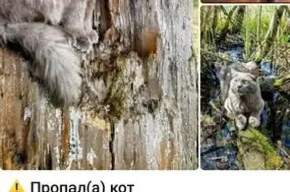 Пропал кот, Заводская ул. 11, Снегири