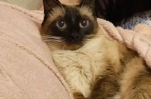 Кошки потеряшки, Иркутск, фото: Потеряшка кошка, Иркутск, Лермонтова 81/20