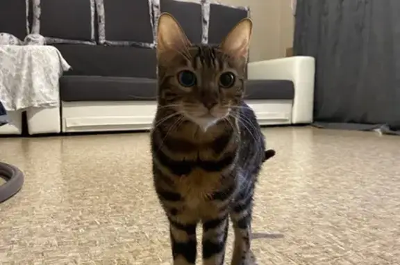 Кошки потеряшки, Элита, фото: Потеряшка кошка, Боровая ул., Элита