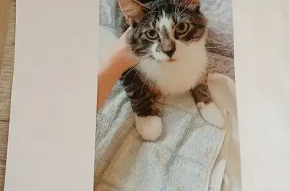 Кошки потеряшки, Старая Купавна, фото: Потеряшка кошка на ул. Чехова, Старая Купавна