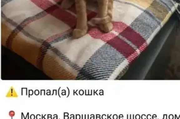 Пропала кошка, Варшавское шоссе 59 к1