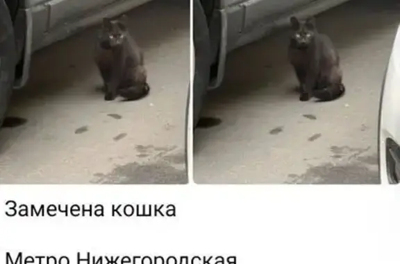 Найдена кошка, Москва, фото: Найдена кошка, Верхняя Хохловка 31, Москва