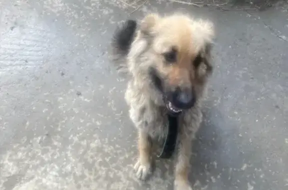 Собака найдена: ул. Голзицкого, 37