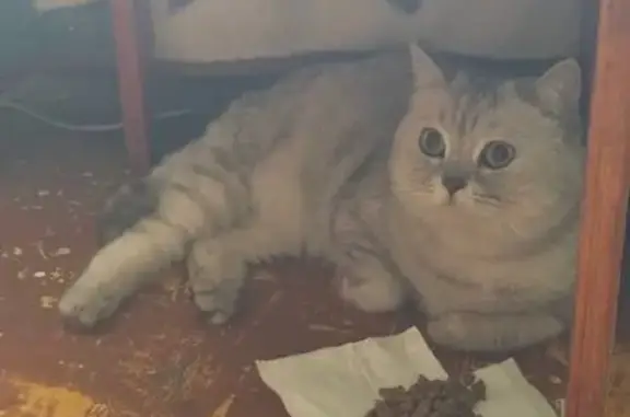 Кошка найдена: 3-й Комсомольский пр., 25