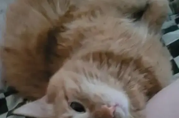 Кошки потеряшки, , фото: Потеряшка кошка, Интернациональная 34, Нягань