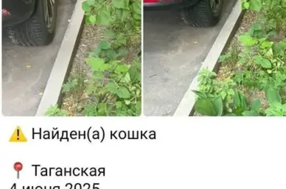 Найдена кошка, Москва, фото: Найдена белая кошка, Таганская, Москва