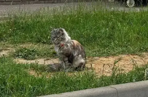 Найдена кошка, Москва, фото: Кошка найдена: Долгопрудненское ш., 6А