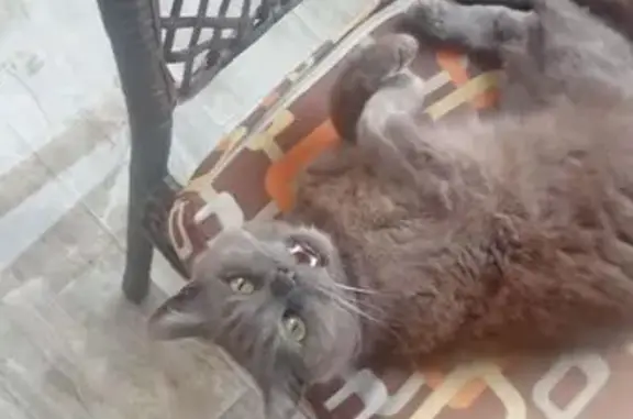 Кошка найдена: Калиновая ул., 14, Ижевск