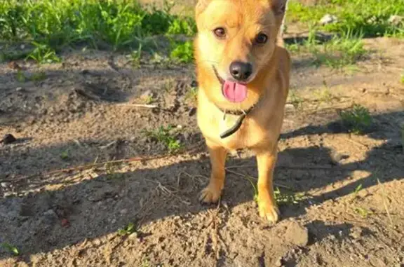 Найденные животные Калининград, фото: Найдена собака на пр. Победы, Калининград