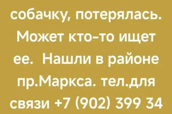 Найдена собака, Обнинск, фото: Йорк найден: пр. Маркса 61, Обнинск