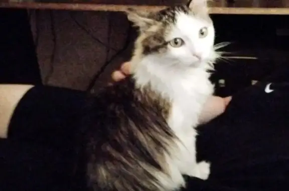 Кошки потеряшки, , фото: Потеряшка кошка, ул. Ленина, 112, Лесной