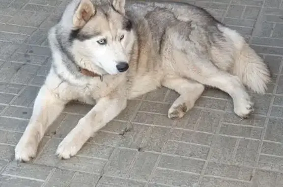 Найдена собака, ул. Гареева, 102 к1