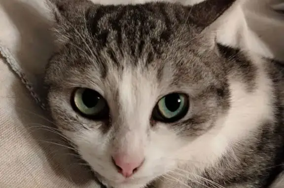 Объявления о пропавших и найденных животных, Самара, фото: Пропала кошка, Партизанская 108, Самара