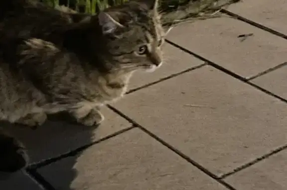 Кошка найдена: Салимжанова, 7/1, Казань