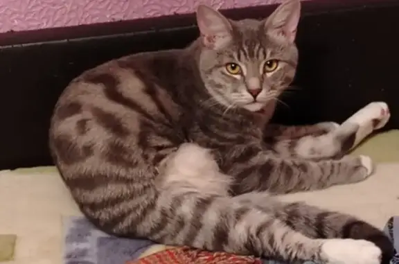 Кошки потеряшки, Сочи, фото: Потеряшка кошка, ул. Тимирязева 6, Сочи