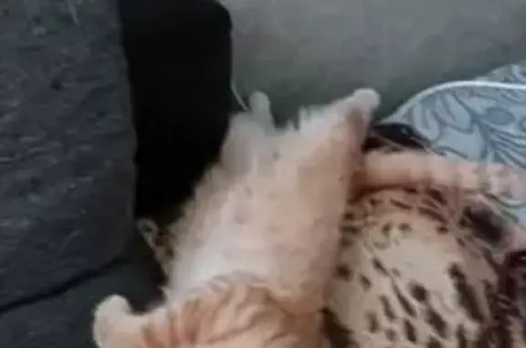 Пропала кошка, ул. Дружбы, 13, Волжск